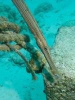 Trumpetfish IMG 5505